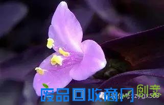 余秋雨 :21句经典语录,不要错过!!