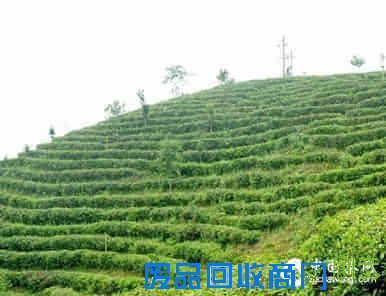 凤凰单枞的52条经典语录，颠覆你对它的一切认识