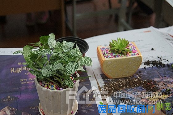 五·一创意盆栽DIY，畅享绿色生活