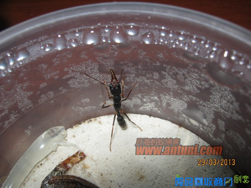 IMG_2571 猎镰猛蚁除螨记(1)