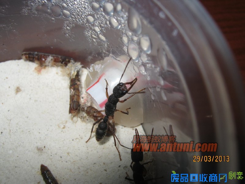 IMG_2573 猎镰猛蚁除螨记(1)