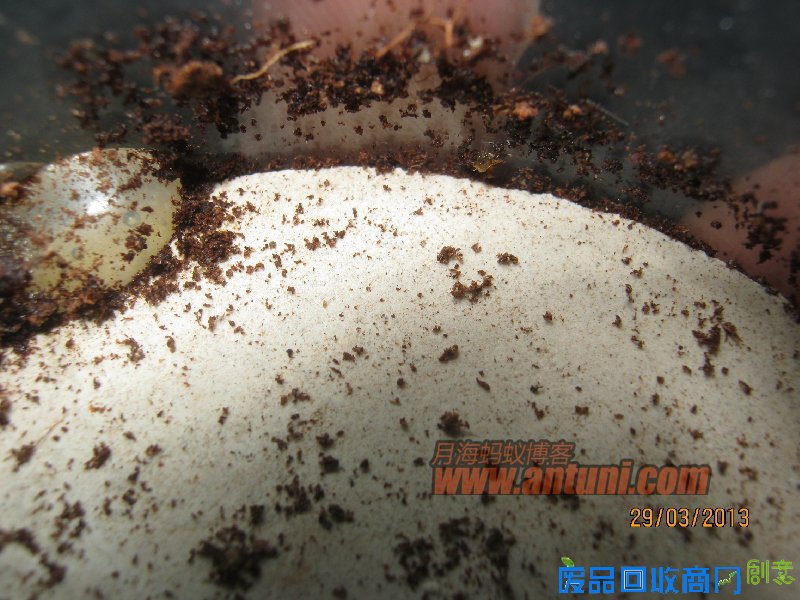 IMG_2591 猎镰猛蚁除螨记(1)