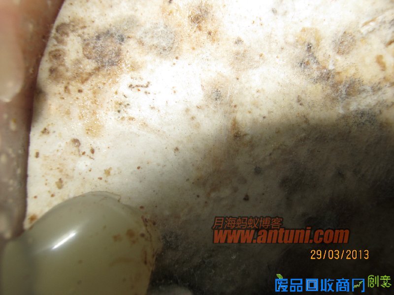 IMG_2594 猎镰猛蚁除螨记(1)