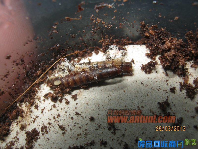 IMG_2590 猎镰猛蚁除螨记(1)