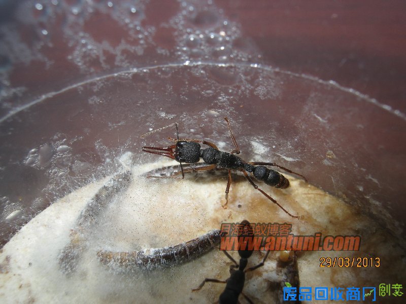 IMG_2569 猎镰猛蚁除螨记(1)