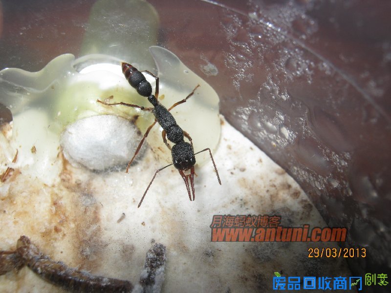 IMG_2570 猎镰猛蚁除螨记(1)