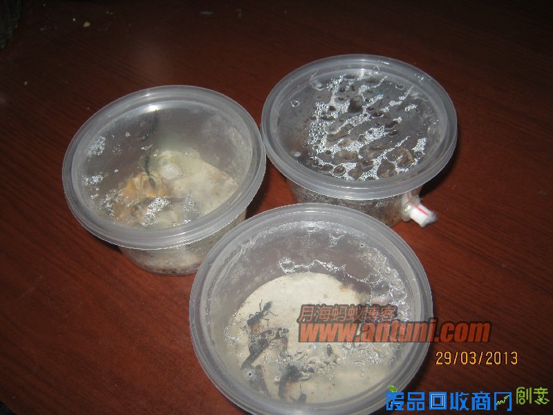 IMG_2574 猎镰猛蚁除螨记(1)