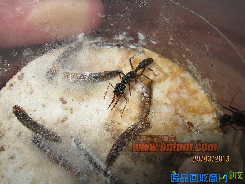IMG_2568 猎镰猛蚁除螨记(1)