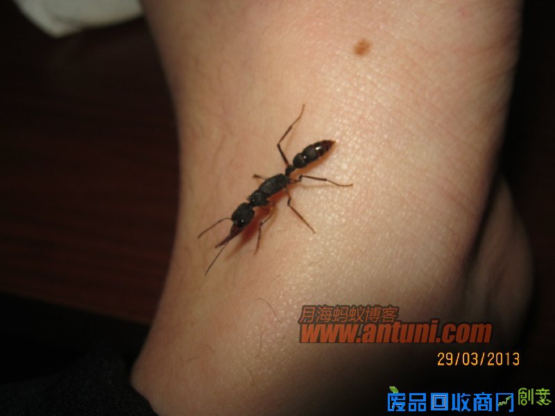 IMG_2562 猎镰猛蚁除螨记(1)