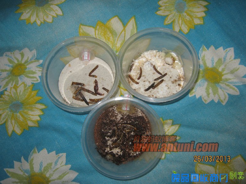 IMG_2554 猎镰猛蚁除螨记(1)