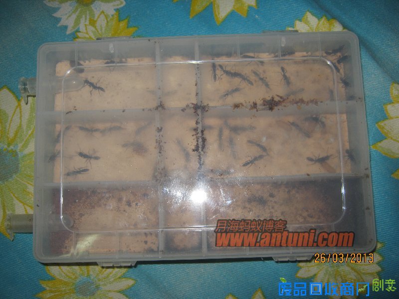 IMG_2548 猎镰猛蚁除螨记(1)