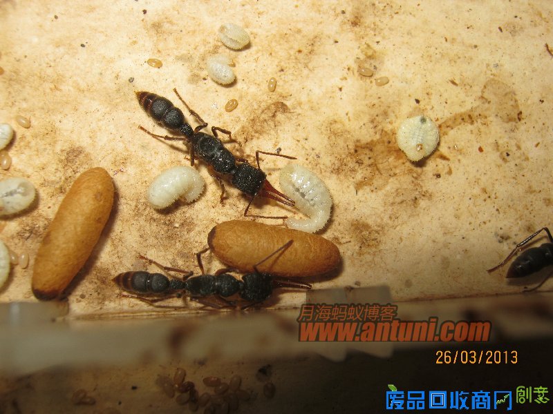 IMG_2550 猎镰猛蚁除螨记(1)