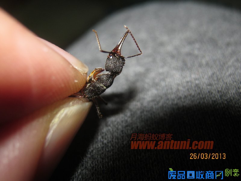 IMG_2553 猎镰猛蚁除螨记(1)