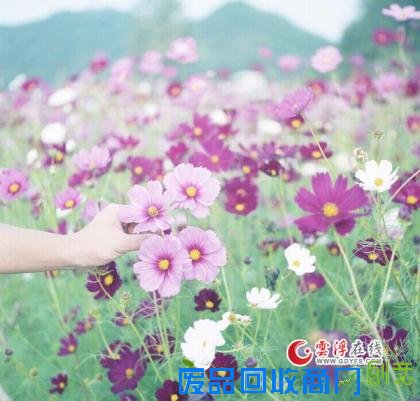 爱因简单而留香，情因平淡一世长