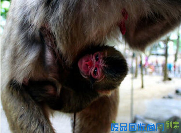 日本小猴撞名英国小公主