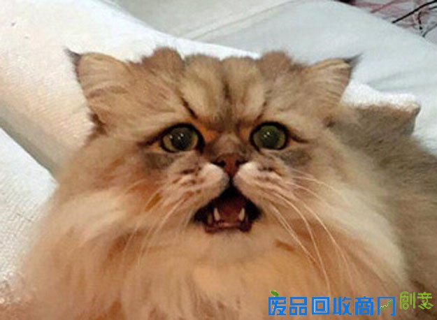 日本萌猫表情“郁闷”走红