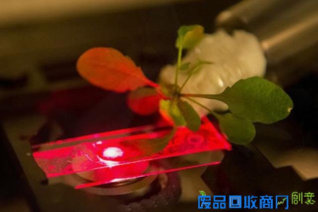 麻省理工测试可为家用电器充电的超级植物