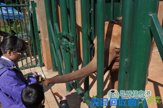 昆明动物园春节接待游客35万余人 一周后将现樱潮盛景