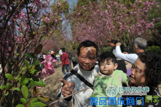 昆明动物园春节接待游客35万余人 一周后将现樱潮盛景