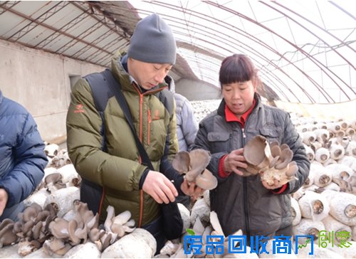 菌类种植专家在大棚里现场解答农民朋友的种植难题