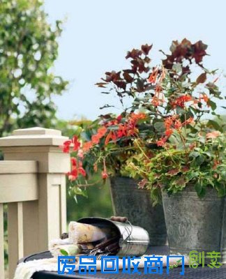 家居饰品DIY 桌上盆栽小花园