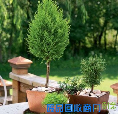 家居饰品DIY 桌上盆栽小花园