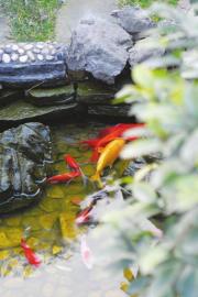 屋顶花园养了金鱼。