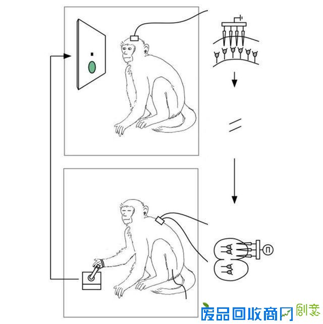  美科学家在猴子中实现“阿凡达”式异体控制
