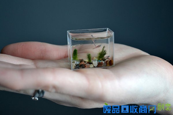 袖珍水族馆（四）