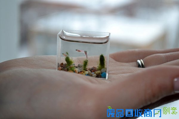 袖珍水族馆（三）