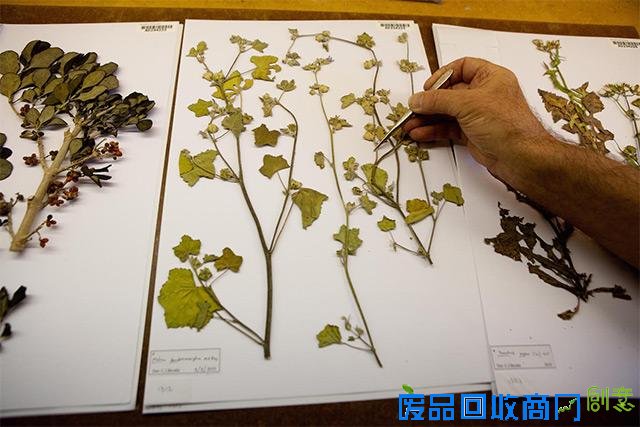 全球博物馆半数植物标本可能标错名