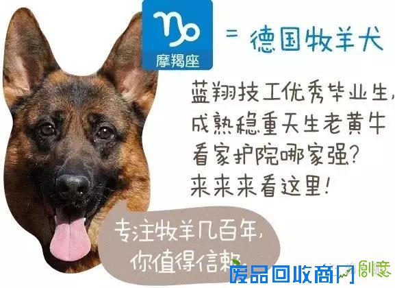 趣味测试：你是什么狗（小编亲测准到哭）