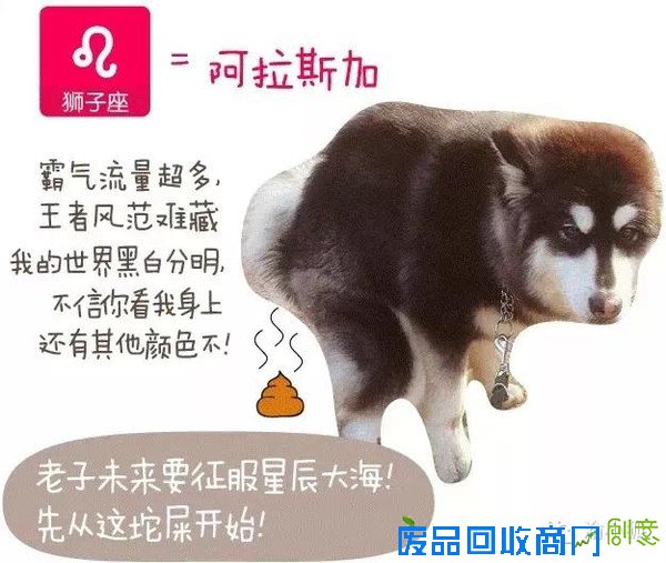 趣味测试：你是什么狗（小编亲测准到哭）