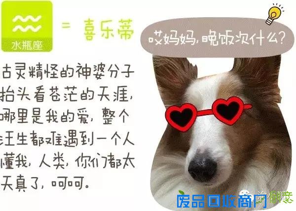 趣味测试：你是什么狗（小编亲测准到哭）