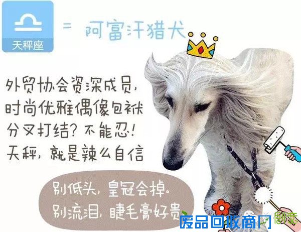 趣味测试：你是什么狗（小编亲测准到哭）