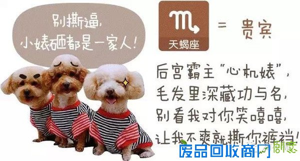 趣味测试：你是什么狗（小编亲测准到哭）