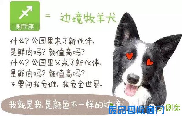 趣味测试：你是什么狗（小编亲测准到哭）