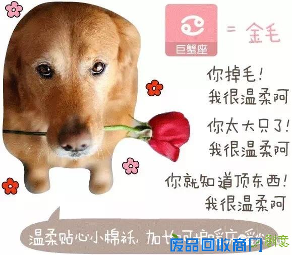 趣味测试：你是什么狗（小编亲测准到哭）