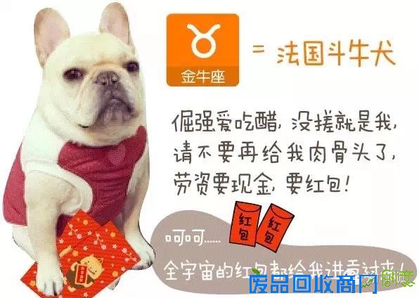 趣味测试：你是什么狗（小编亲测准到哭）