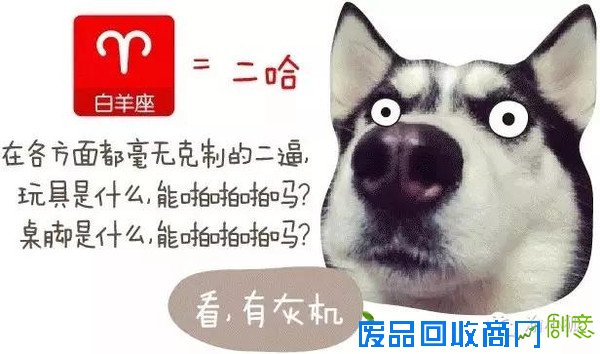 趣味测试：你是什么狗（小编亲测准到哭）