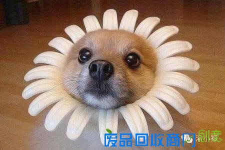 趣味测试：你是什么狗（小编亲测准到哭）