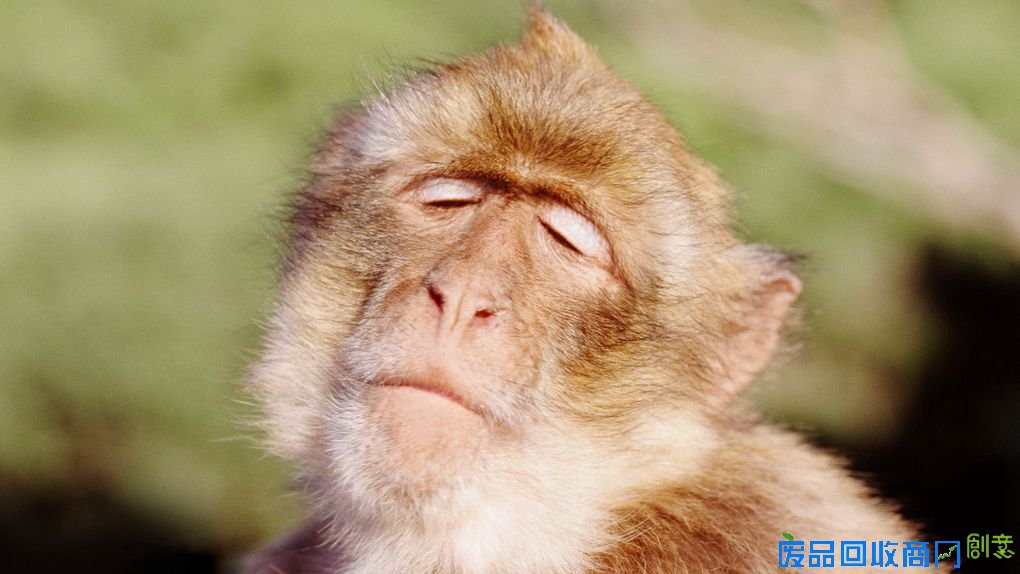 奢侈品牌纷纷推猴年限量版 网友：还能更丑吗？