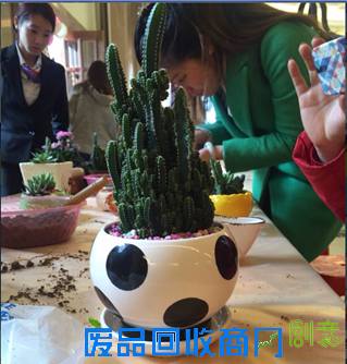 更大一波"小鲜肉"来袭 3.28时代茗城多肉植物DIY继续
