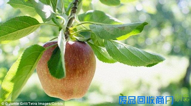 科学家计划把维基百科写入苹果DNA中