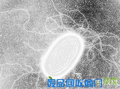 发现以电子为食的细菌 可释放电子或为生命新模式