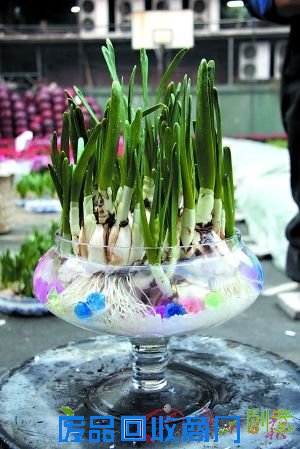 DIY水仙盆景吉祥水仙花(组图)