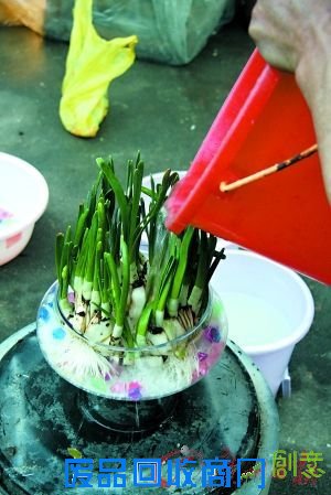 DIY水仙盆景吉祥水仙花(组图)