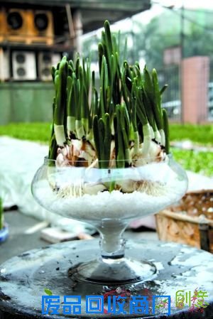 DIY水仙盆景吉祥水仙花(组图)