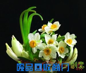DIY水仙盆景吉祥水仙花(组图)