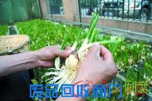 DIY水仙盆景吉祥水仙花(组图)